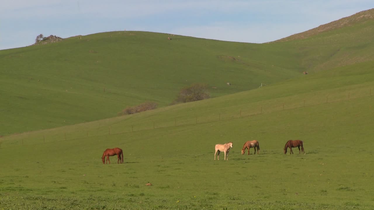 los caballos pastan en campos verdes