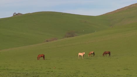 Caballos-Pastan-En-Campos-Verdes