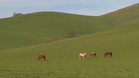 horses graze in green fields