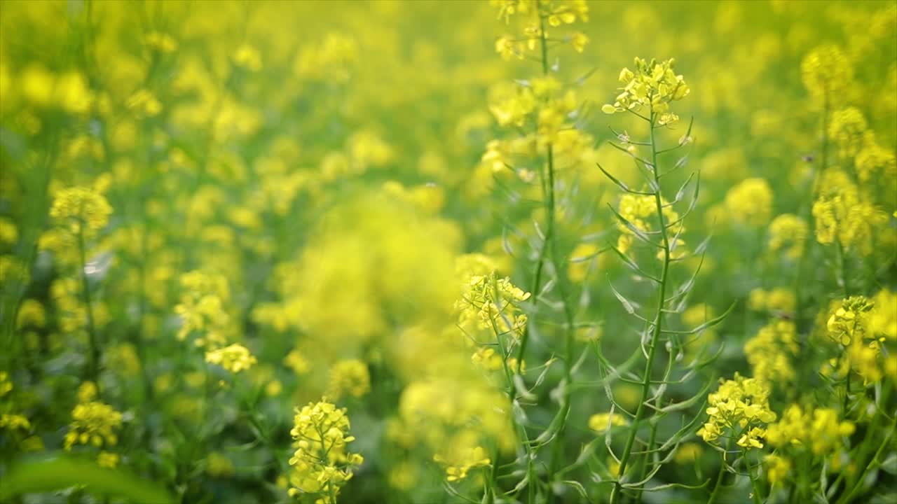 Mustard flowers. Mustard &ndash; mystical flower of happiness and health.