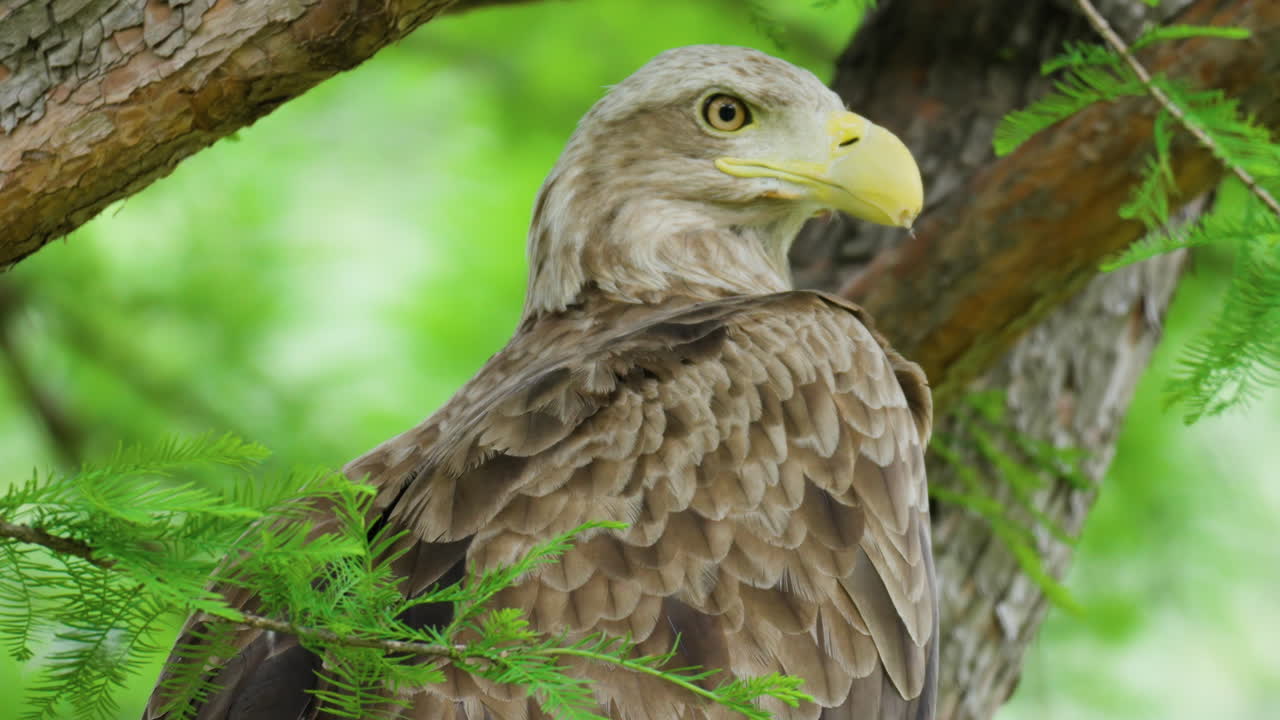 белохвостый орел предупрежден, сидя на ветке дерева - близкий замедленный ролик
