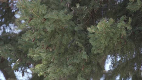 Cedar-tree-branches-moving-in-the-wind,-with-small-pinecones