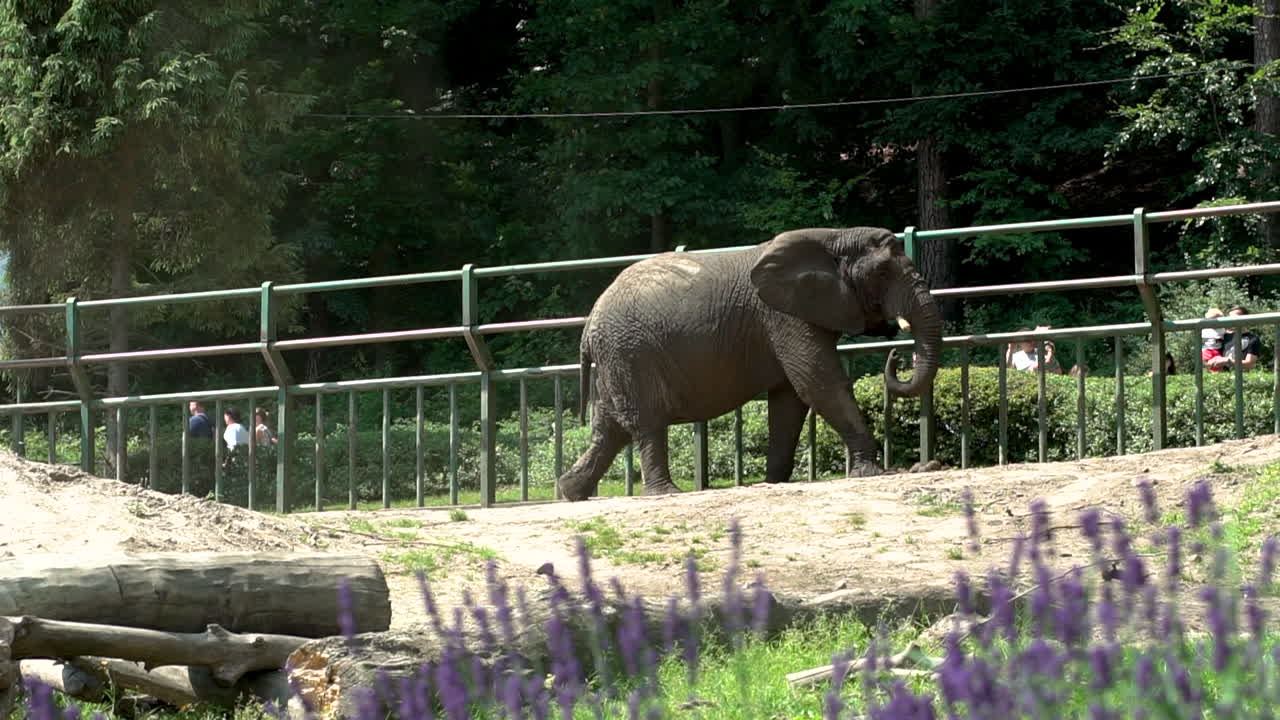 The elephant walks in the zoo garden and spreads the sand with its trunk, slow motion