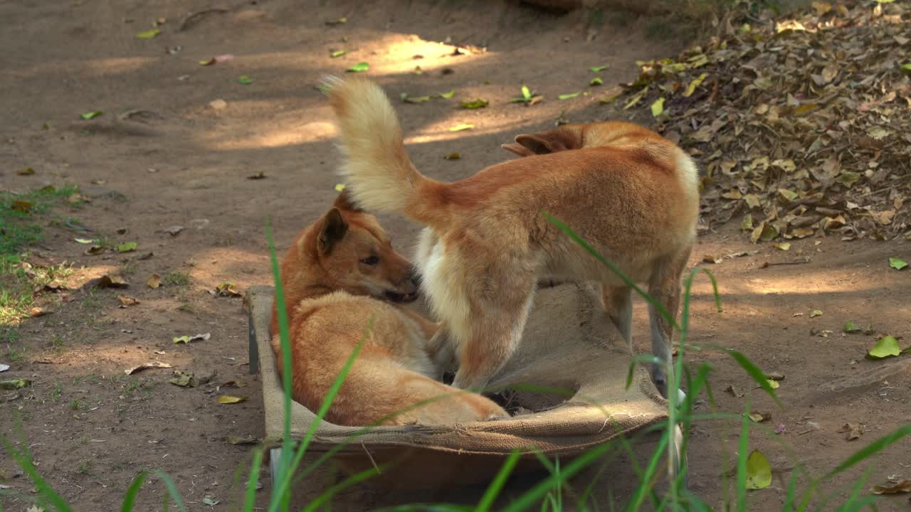 Two domesticated Australia's wild dog, dingo, canis familiaris relaxing in the enclosure, wondering around its surrounding environment, close up shot of Australian native wildlife species