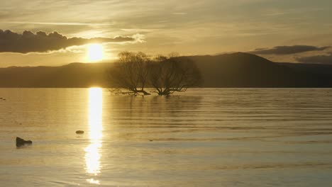 submerged tree in lake taupo during golden hour sunset, new zealand