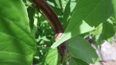 serpiente de maíz en un árbol de cerca a través de las hojas