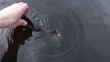 Toma-En-Cámara-Lenta-De-Liberar-Lucio-O-Esox-Lucius-De-Vuelta-Al-Agua