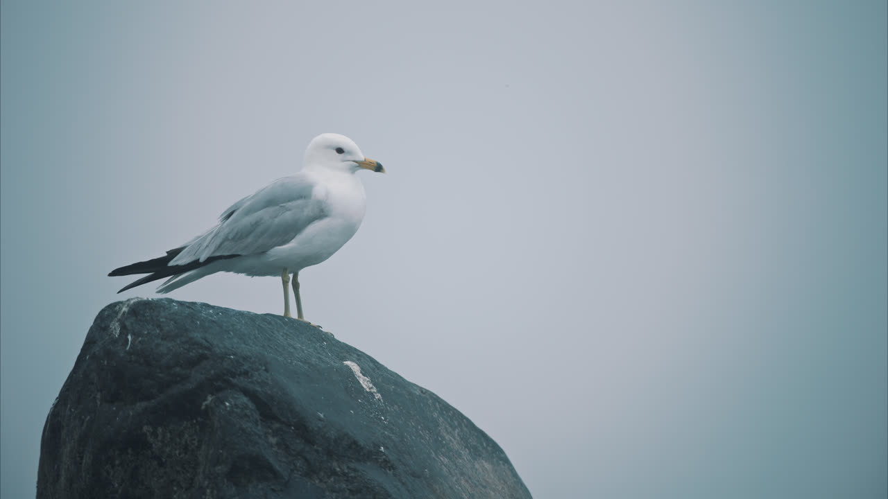 Nærbillede af en ensom måge, der står på en stor sten i en tåget sø i slowmotion 4K.