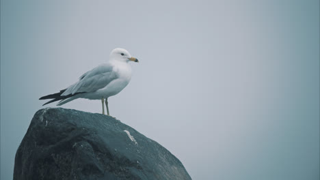 Nahaufnahme-Einer-Einsamen-Möwe,-Die-Auf-Einem-Großen-Felsen-Im-Nebligen-See-Steht,-In-Zeitlupe-4k