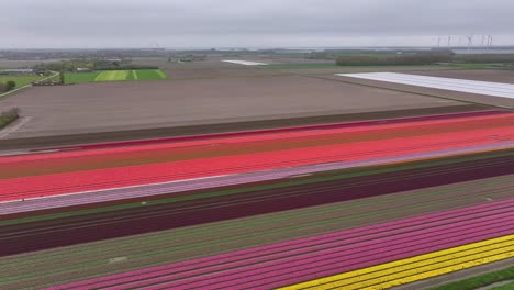 colorful tulip fields blooming in spring in the netherlands - aerial drone shot