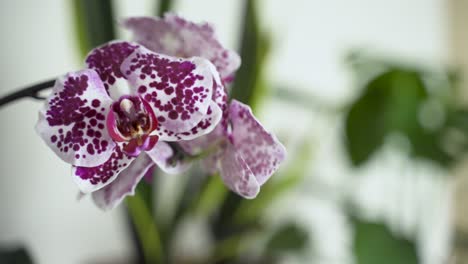 purple orchid with greenery behind it