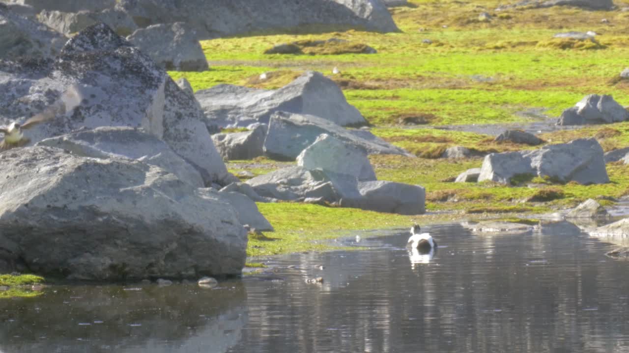 호수 에 있는 에이더 오리