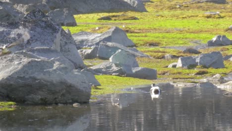 eider duck in the lake
