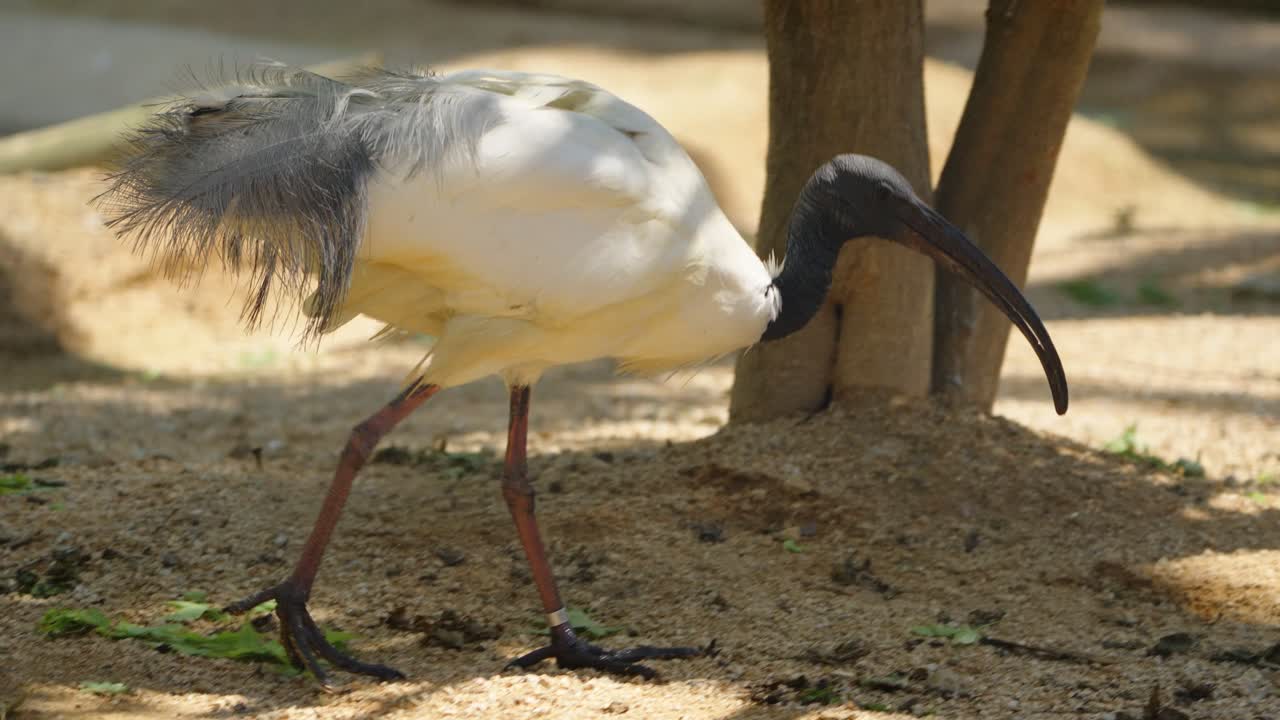 An African sacred ibis (Threskiornis aethiopicus) uses its long, curved bill to forage for green leafy food on the sandy ground of its enclosure at Seoul Grand Park Zoo, South Korea.