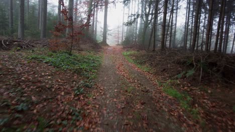 pov shot of a pathway through the dense tropical forest with fog creating a mystic atmosphere in the background