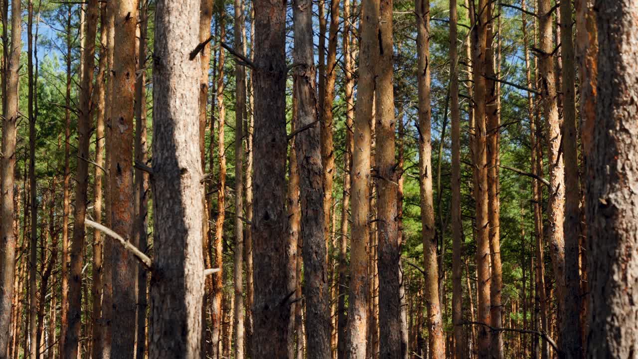 밝은 빛의 날에 소나무 숲에서 자라는 아름다운 높은 불 나무의 4k 도리 영상