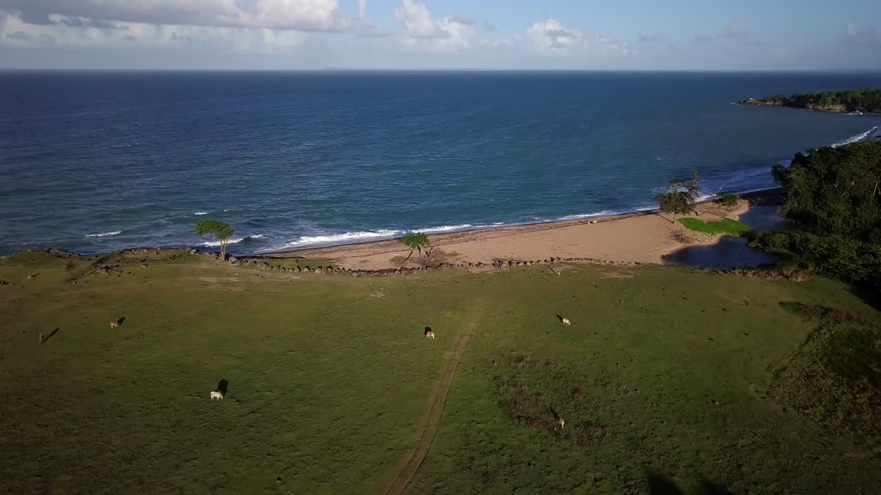 antena, volando sobre un pasto con vacas pastando hacia una playa de arena