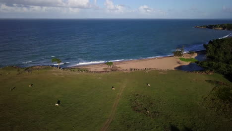 aerial, flying over a pasture with grazing cows towards a sand beach