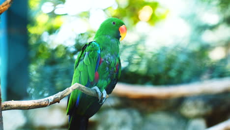 cierra un hermoso loro verde colorido con pico rojo anaranjado descansando en la rama de un árbol