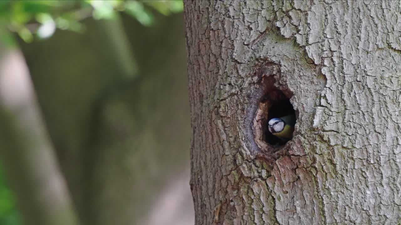 close view of an Eurasian blue tit bird flying out of its nest in the hole of tree trunk