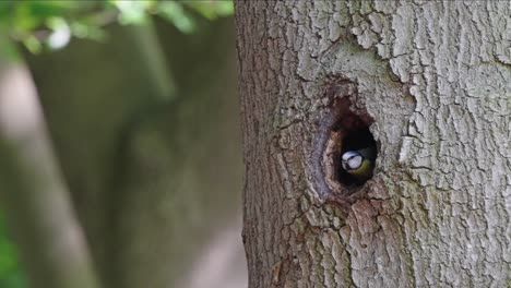 close-view-of-an-Eurasian-blue-tit-bird-flying-out-of-its-nest-in-the-hole-of-tree-trunk