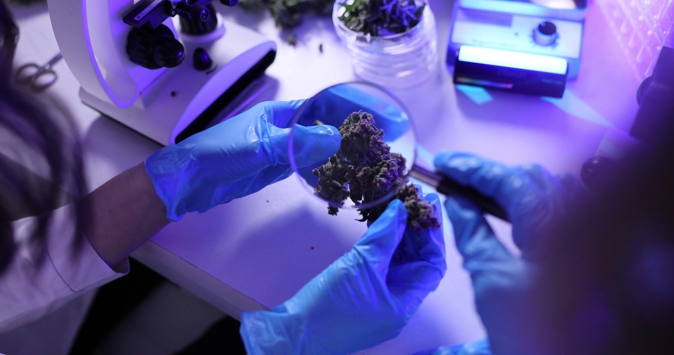 Laboratory worker holds microscope analyzing cannabis sample