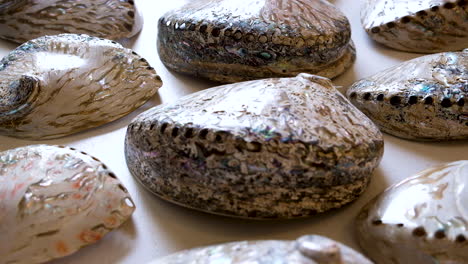 polished abalone shells show beautiful patterns; haliotidae