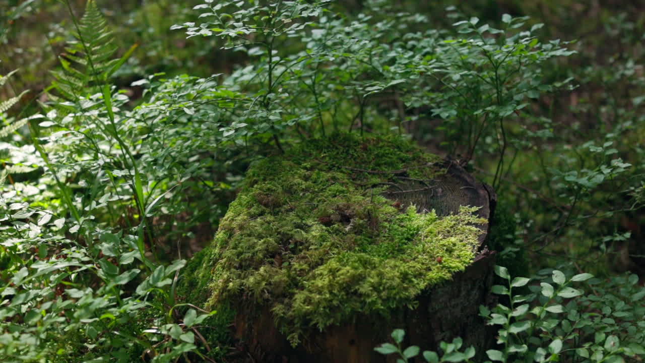 Green moss grown up cover the tree. Old tree stump covered with moss in the coniferous forest