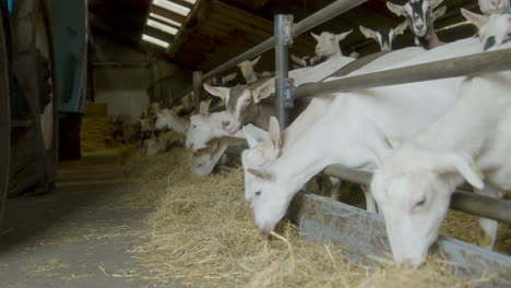 a barn full of goats eating hay