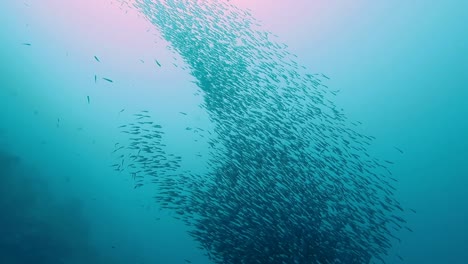 large school of small silver fish swim towards camera