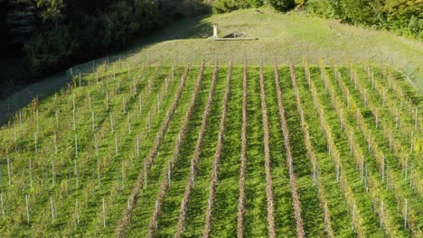 Aerial-View-Of-Vineyard-In-Sittersdorf,-Austria