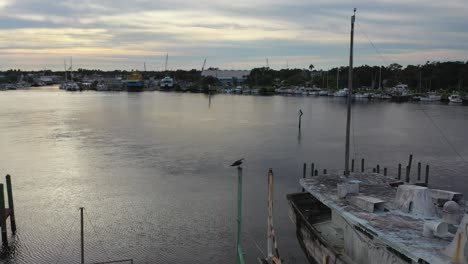 osprey perched in tarpon springs, florida