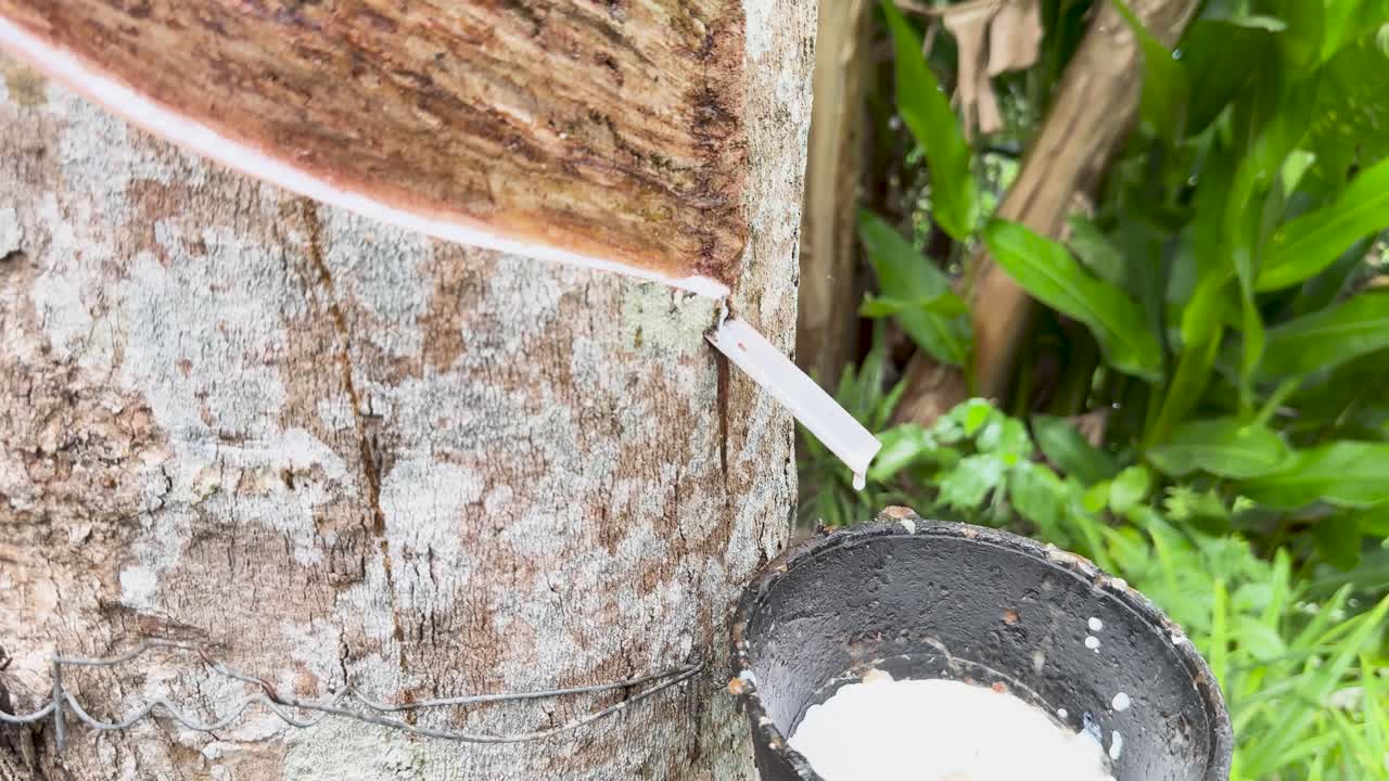 Close-up of latex extraction from Hevea brasiliensis tree in a lush, tropical setting with natural lighting
