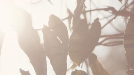 Die-Ersten-Strahlen-Des-Sonnenaufgangs-Trocknen-Die-Regentropfen-Auf-Der-Vegetation-Im-Tropischen-Brasilianischen-Regenwald