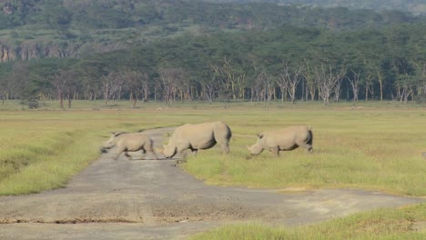 Three-rhinos-cross-a-road-