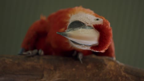 Curious-Facial-Features-Of-Scarlet-Macaw-Parrot-Perching-On-Wooden-At-Zoo-Aviary