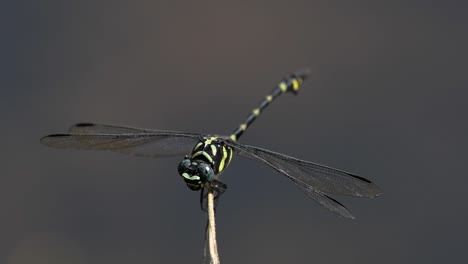 the common flangetail dragonfly is commonly seen in thailand and asia