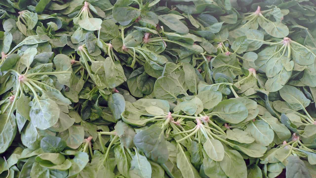 신선한 스파나치