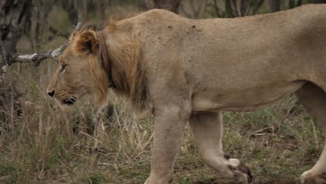 closeup of immature male lion walking slowly through the savannah