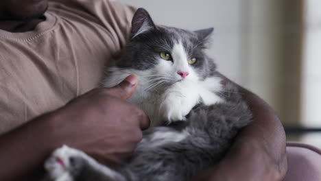 el dueño de la mascota con su gato