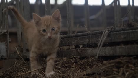 close up of a cute orange kitten climbing through a gate inside a barn