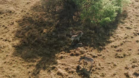drone aerial of zebra in the shade of a tree in the wild resting