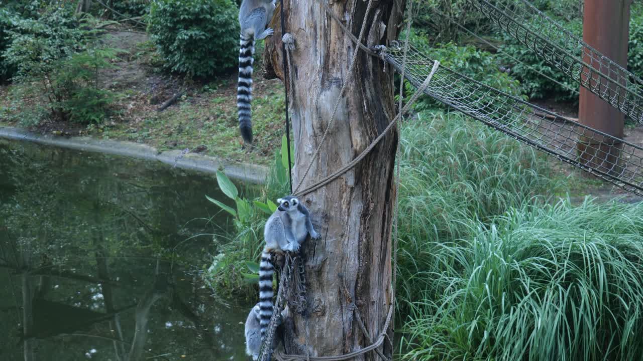 par de lémures de cola anillada en el tronco del árbol junto al estanque en el zoológico de amersfoort
