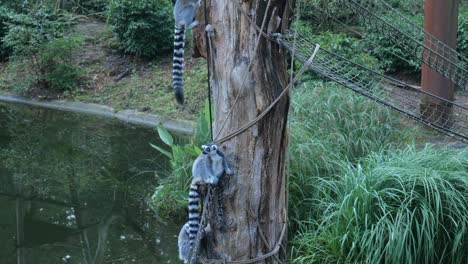 pair of ring tailed lemurs on tree trunk beside pond at amersfoort zoo