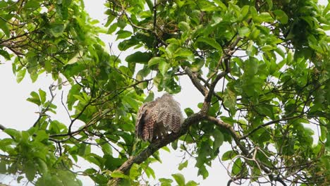 seen from its back preening itself during a very windy day, spot-bellied eagle-owl bubo nipalensis, kaeng krachan national park, thailand
