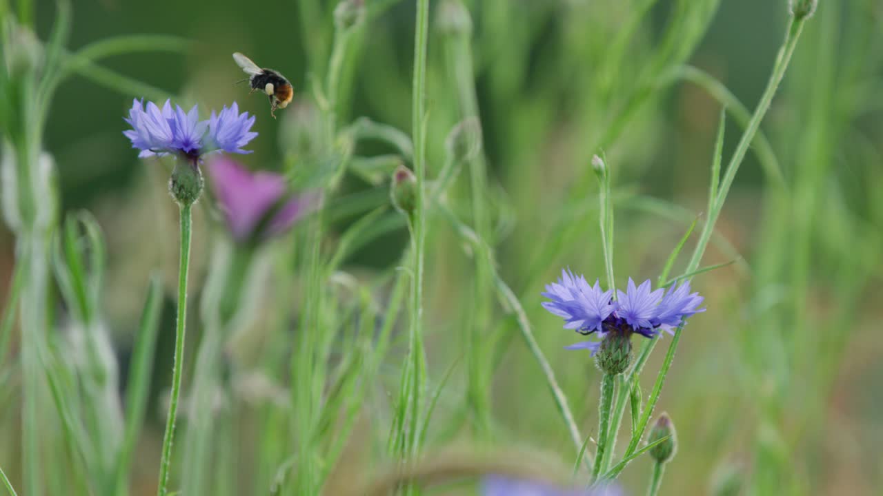 flores de maíz azules y abejas en un prado