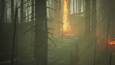 incendio forestal con árboles quemados después de un incendio forestal