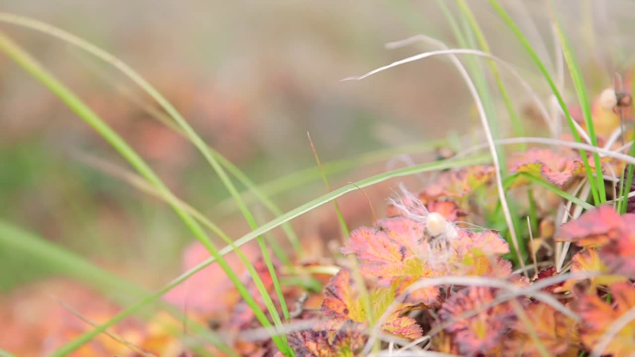 plantas de otoño en un prado