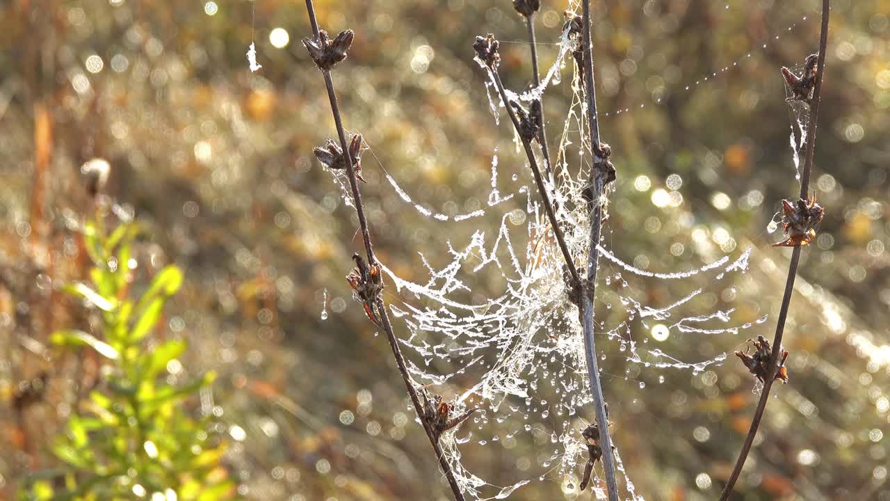 물방울은 잔디에 얼어붙고 녹습니다.