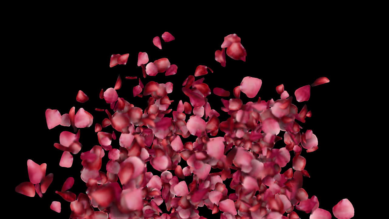 Sfondo di transizione con esplosione di petali di rosa rossi